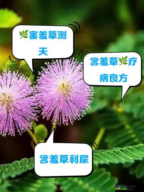 含羞草成年实验所：探索植物生长奥秘与科学研究的前沿阵地